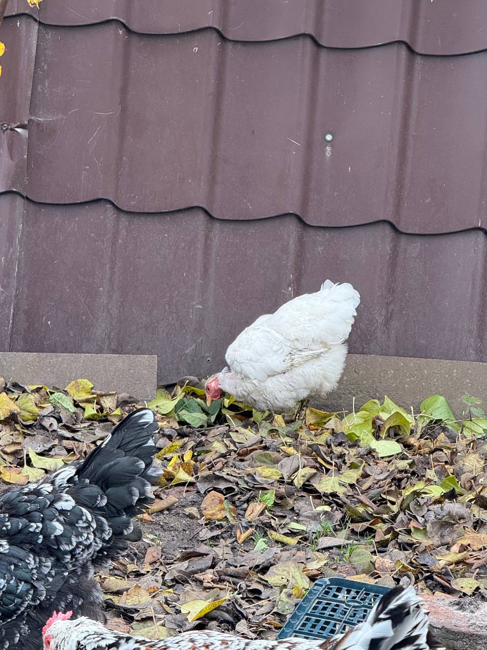 Продам курей и петухов - Животные в Калининград - фото 4