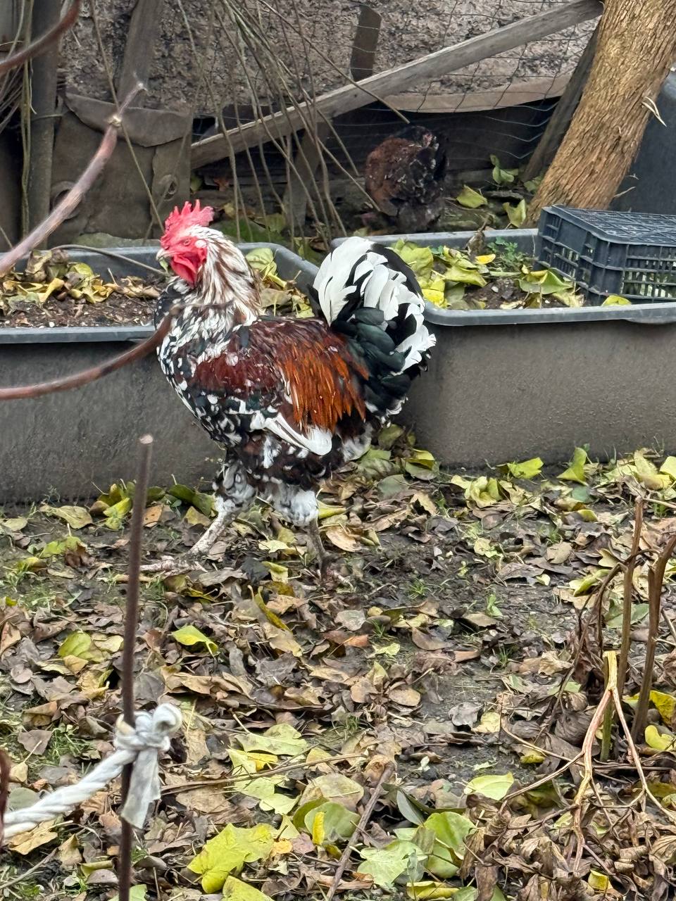 Продам курей и петухов - Животные в Калининград - фото 5