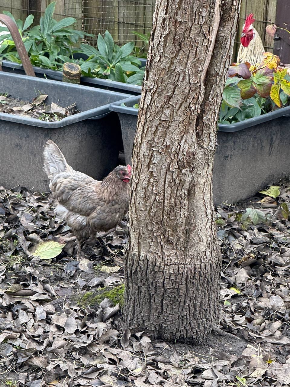 Продам курей и петухов - Животные в Калининград - фото 6