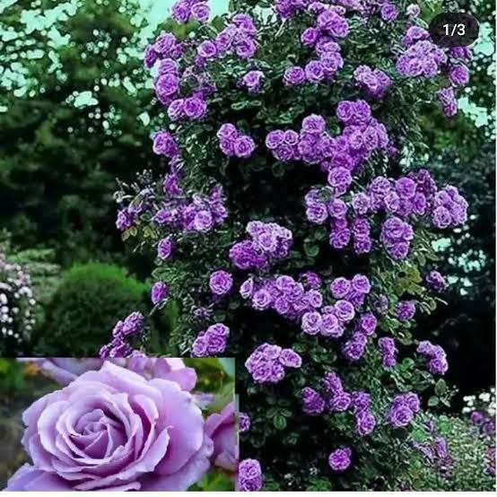 Персик Ред Хоней карликовый колоновидный - Для дома и дачи в Калининград