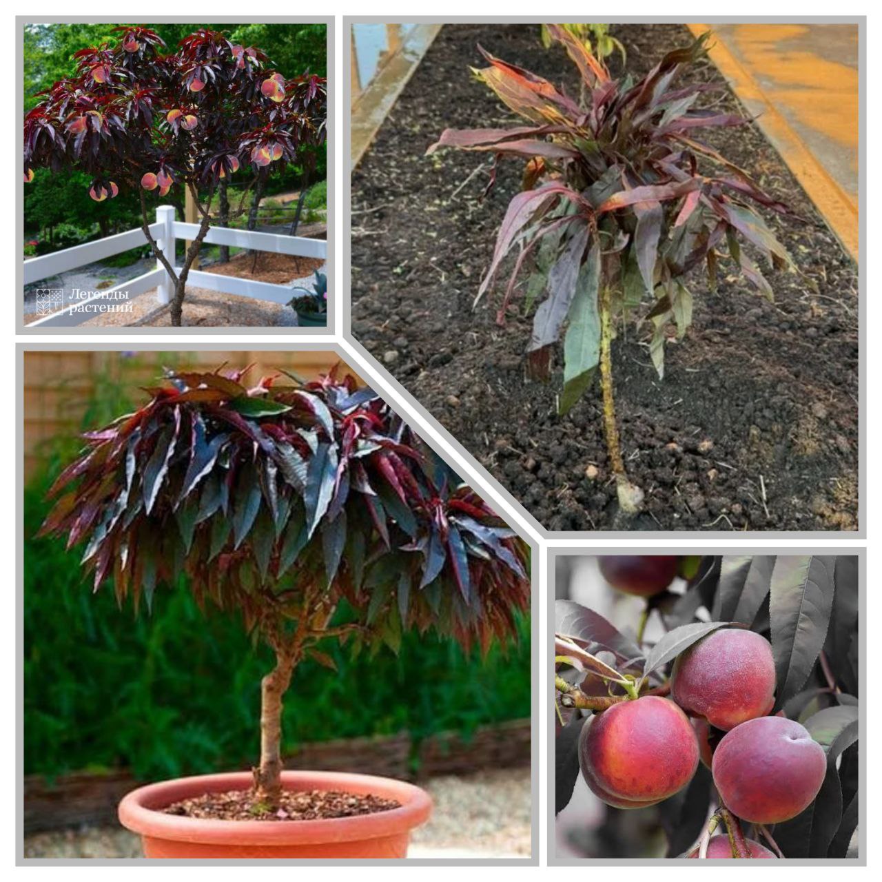 Персик Ред Хоней карликовый колоновидный - Для дома и дачи в Калининград - фото 2