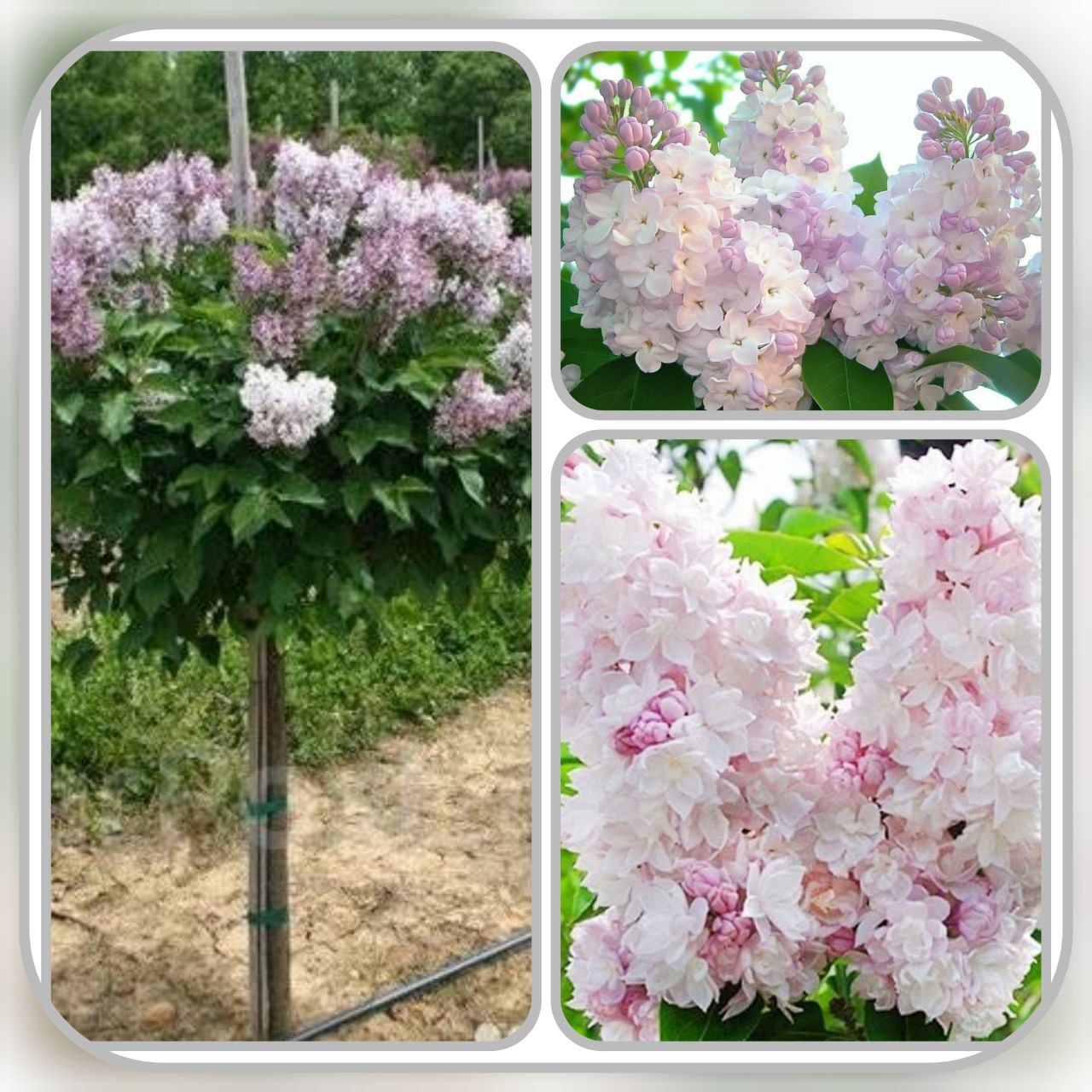 Штамбовая сирень Красавица Москвы - Для дома и дачи в Калининград