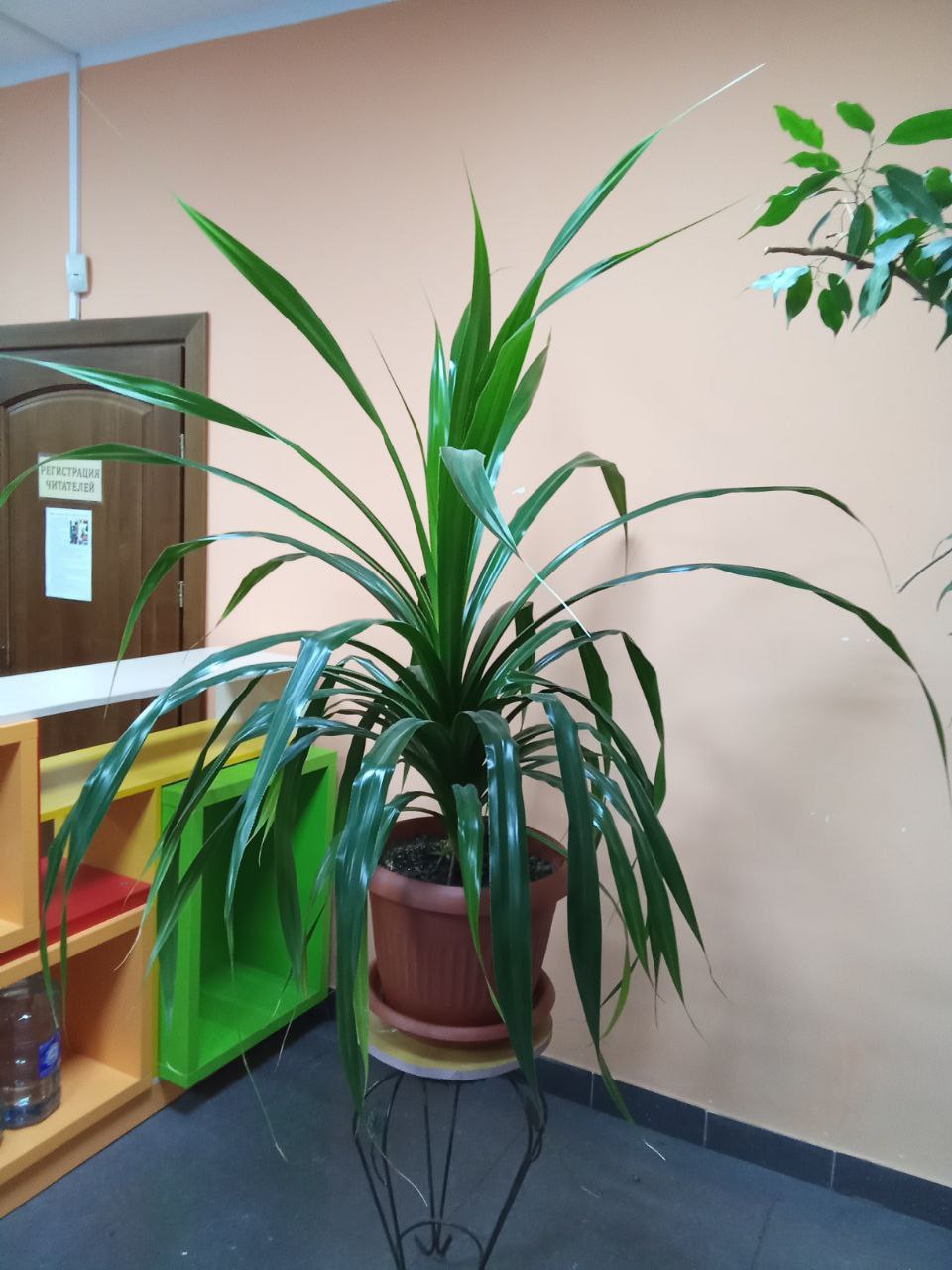 Продам цветок с горшком - Для дома и дачи в Калининград