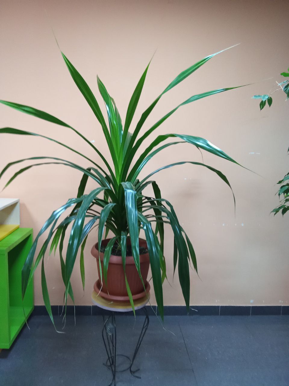 Продам цветок с горшком - Для дома и дачи в Калининград - фото 2