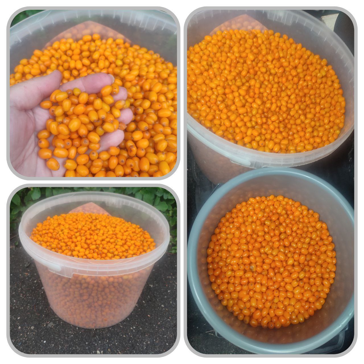 Облепиха замороженная - Для дома и дачи в Калининград