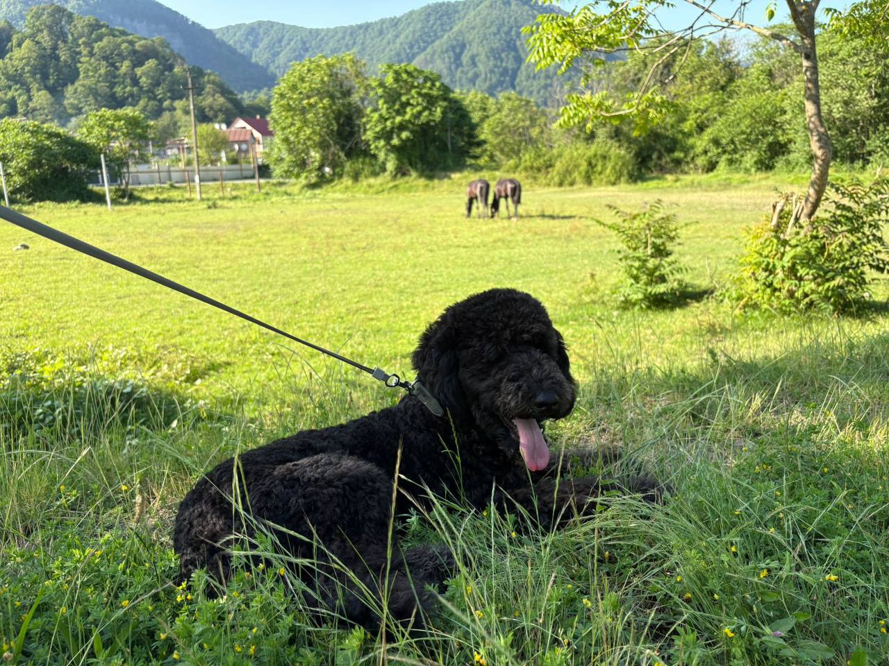 Щенок королевского пуделя Кристофер - Животные в Сочи