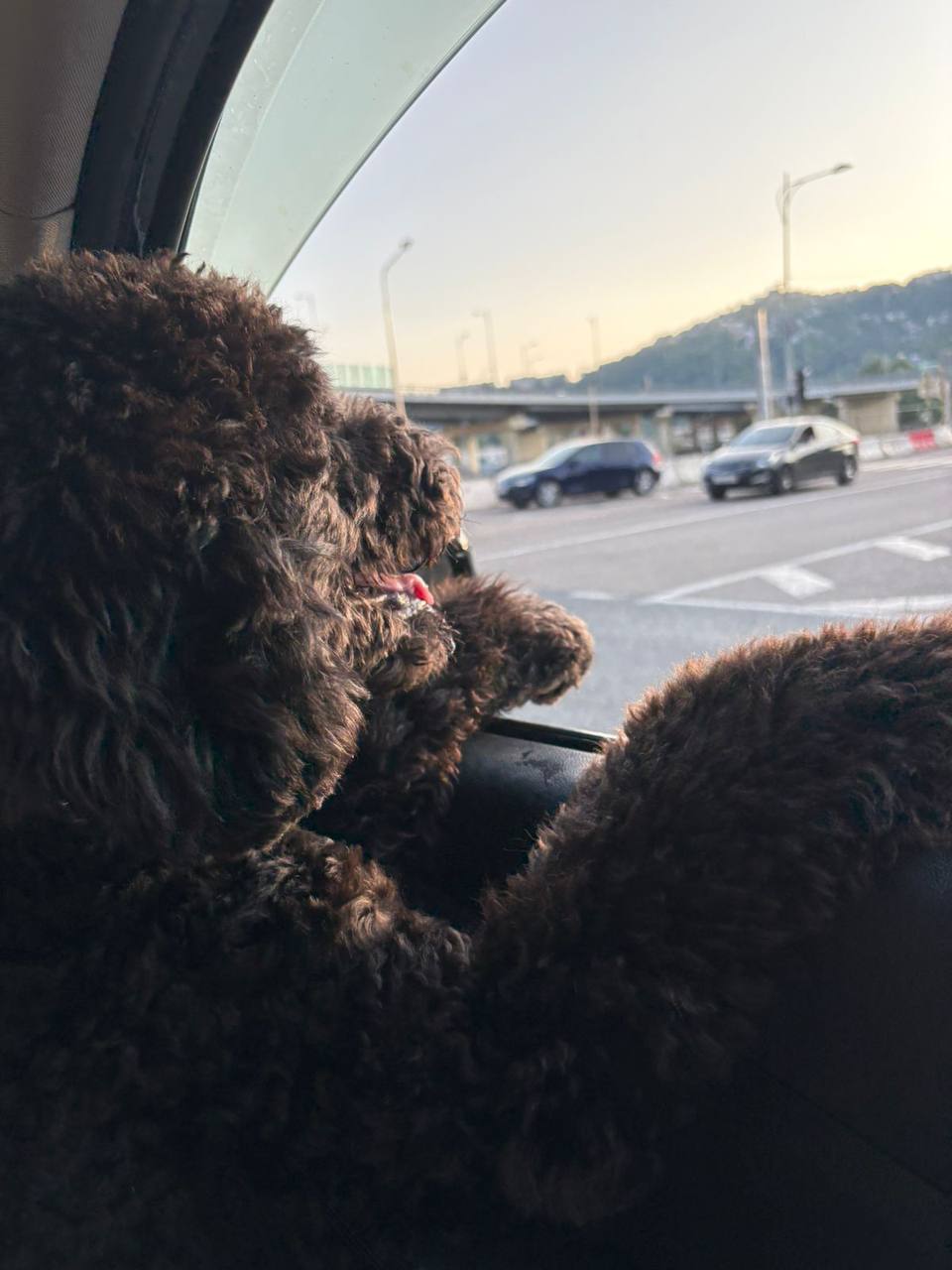 Щенок королевского пуделя Кристофер - Животные в Сочи - фото 4