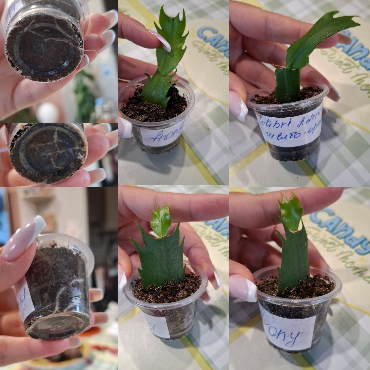 Продам крупные сорта шлюмбергеры Frony и Colibri Adreana - Хобби и отдых в Самара