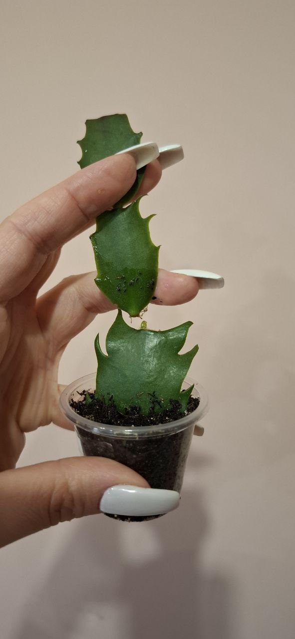 Продам крупные сорта шлюмбергеры Frony и Colibri Adreana - Хобби и отдых в Самара - фото 2