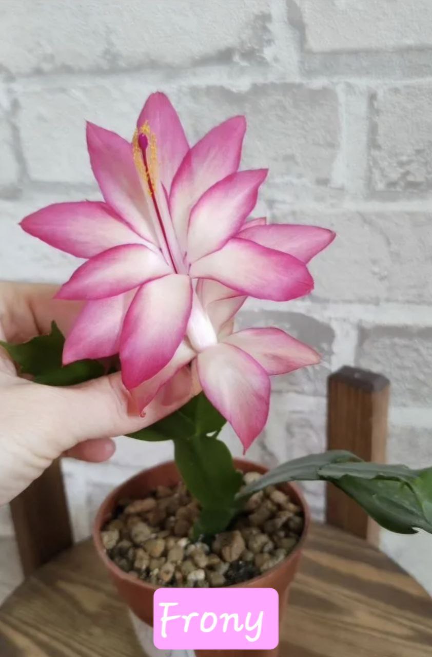 Продам крупные сорта шлюмбергеры Frony и Colibri Adreana - Хобби и отдых в Самара - фото 3