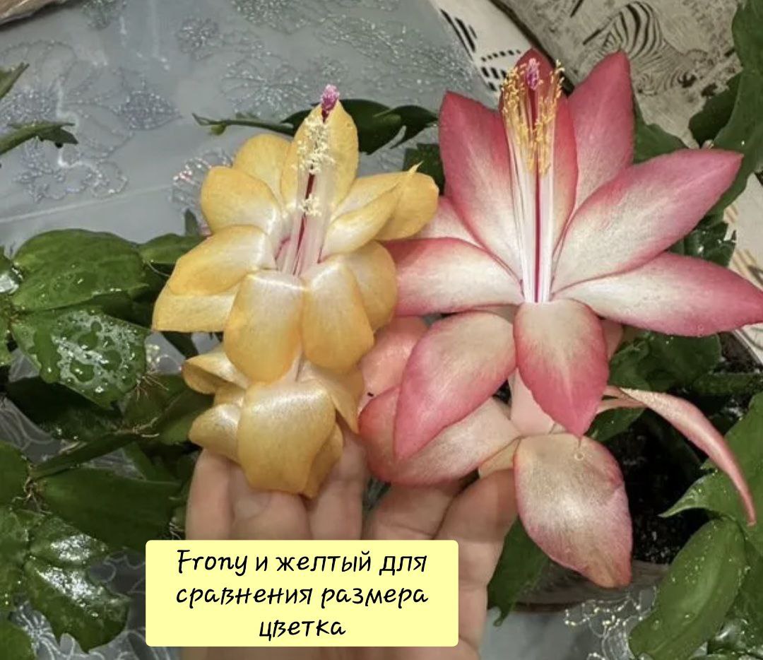Продам крупные сорта шлюмбергеры Frony и Colibri Adreana - Хобби и отдых в Самара - фото 4