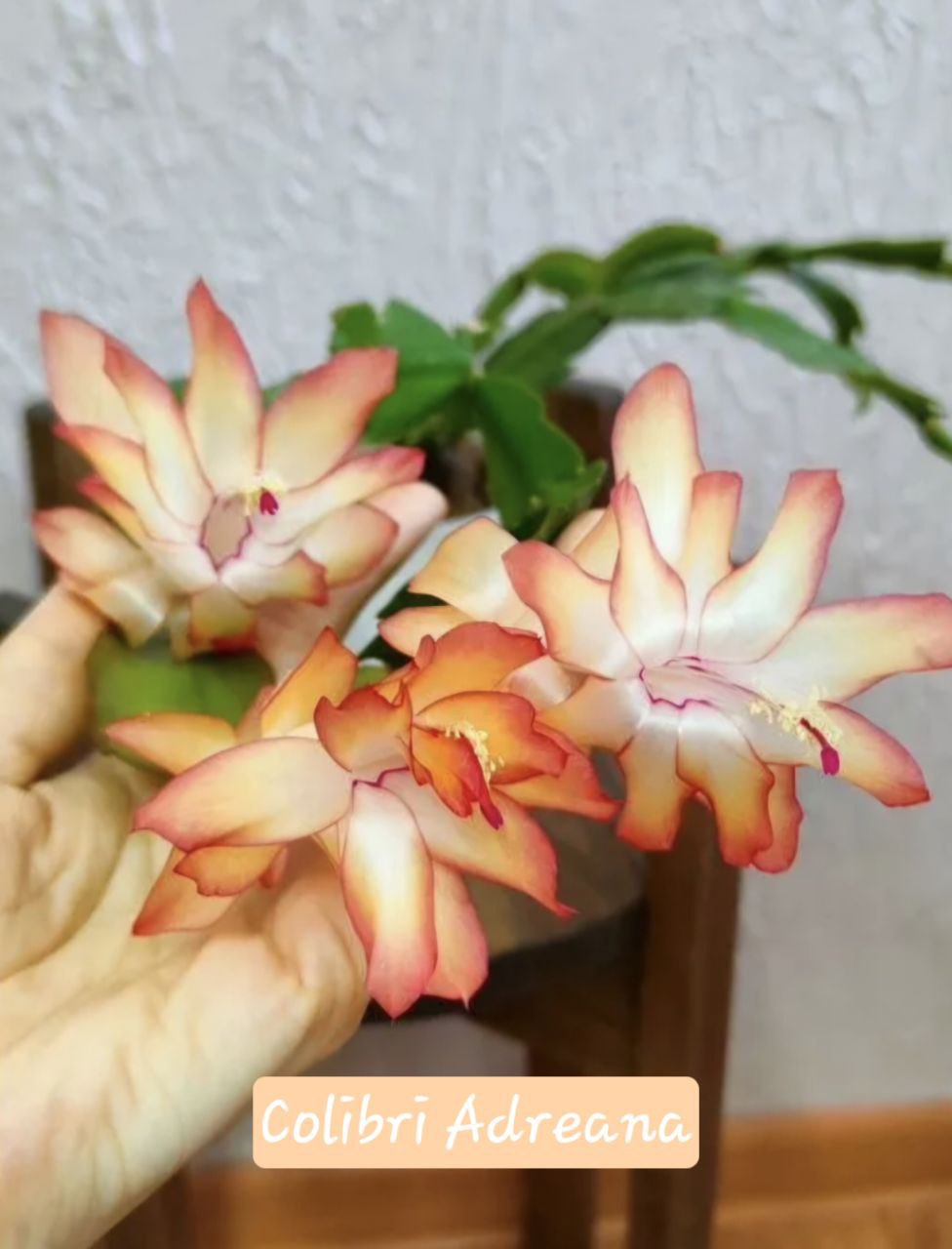 Продам крупные сорта шлюмбергеры Frony и Colibri Adreana - Хобби и отдых в Самара - фото 5