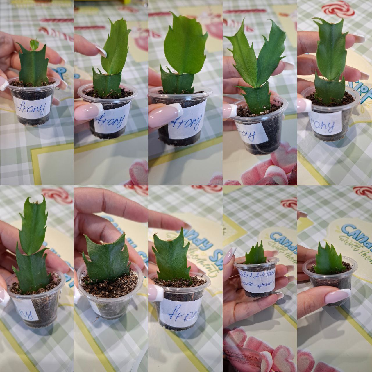 Продам крупные сорта шлюмбергеры Frony и Colibri Adreana - Хобби и отдых в Самара - фото 6