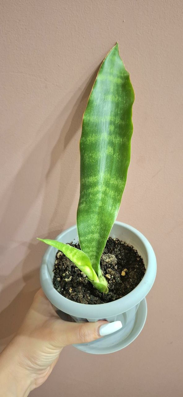 Сансевьерия металлика и сингониумы - Хобби и отдых в Самара