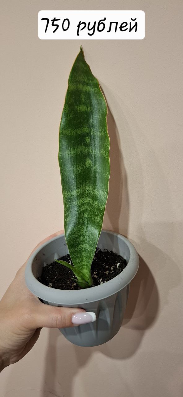 Сансевьерия металлика и сингониумы - Хобби и отдых в Самара - фото 2