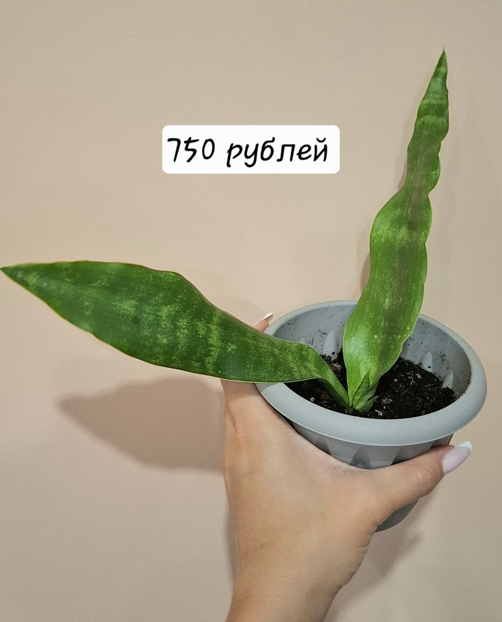 Сансевьерия металлика и сингониумы - Хобби и отдых в Самара - фото 3