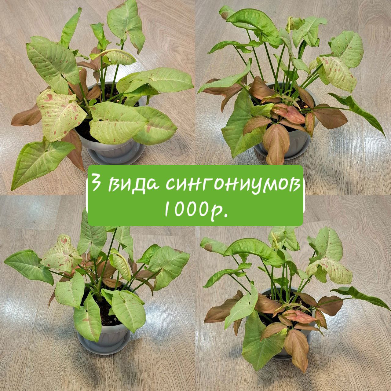 Сансевьерия металлика и сингониумы - Хобби и отдых в Самара - фото 4