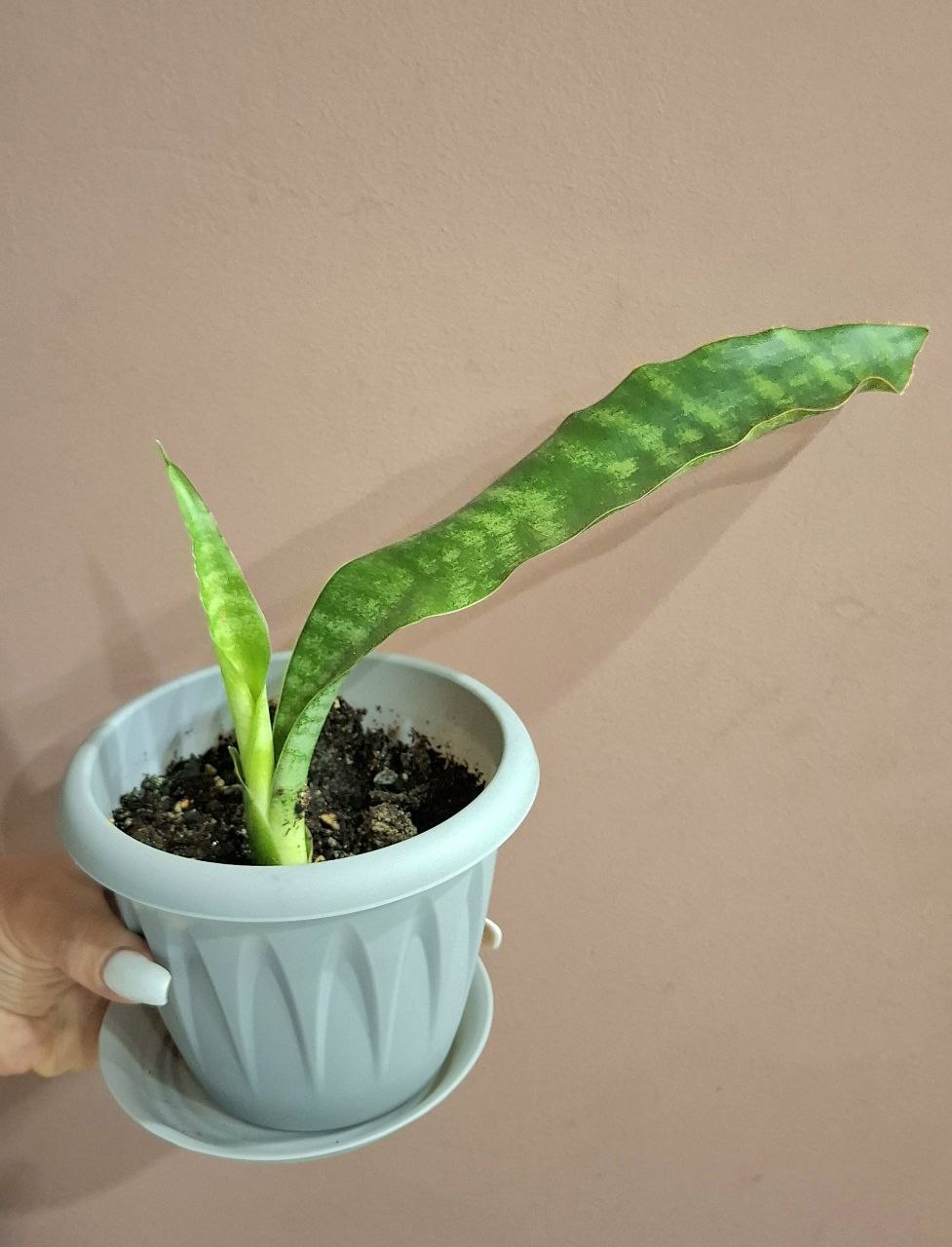 Сансевьерия металлика и сингониумы - Хобби и отдых в Самара - фото 5