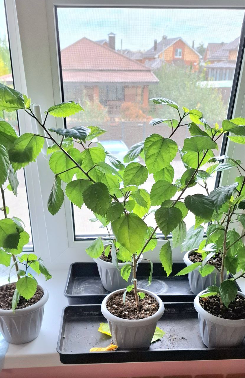 Продам сортовые розовые и белые гибискусы - Хобби и отдых в Самара