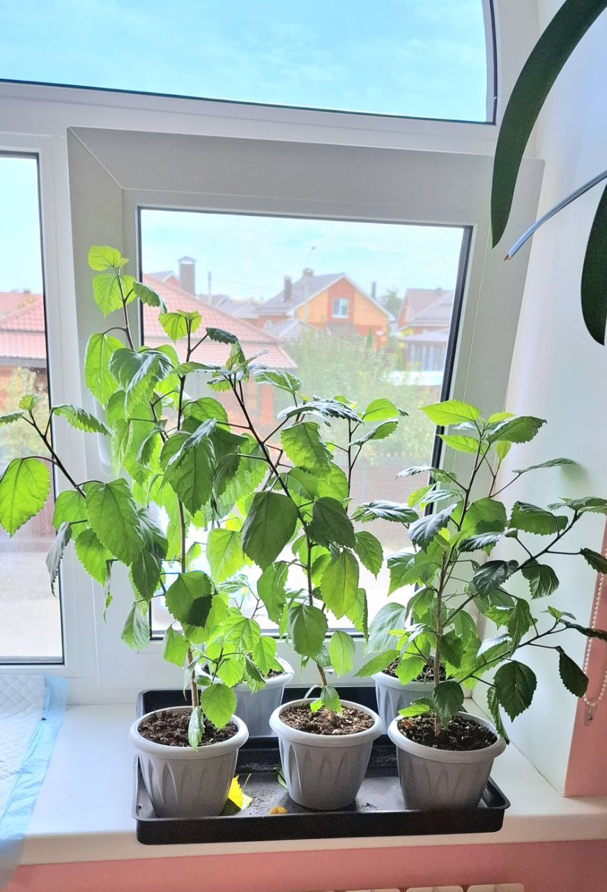 Продам сортовые розовые и белые гибискусы - Хобби и отдых в Самара - фото 2