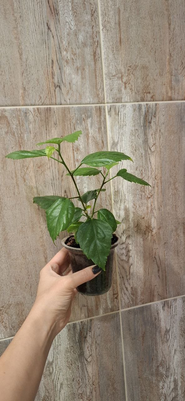 Продам сортовые розовые и белые гибискусы - Хобби и отдых в Самара - фото 4