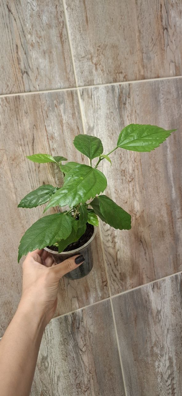 Продам сортовые розовые и белые гибискусы - Хобби и отдых в Самара - фото 5