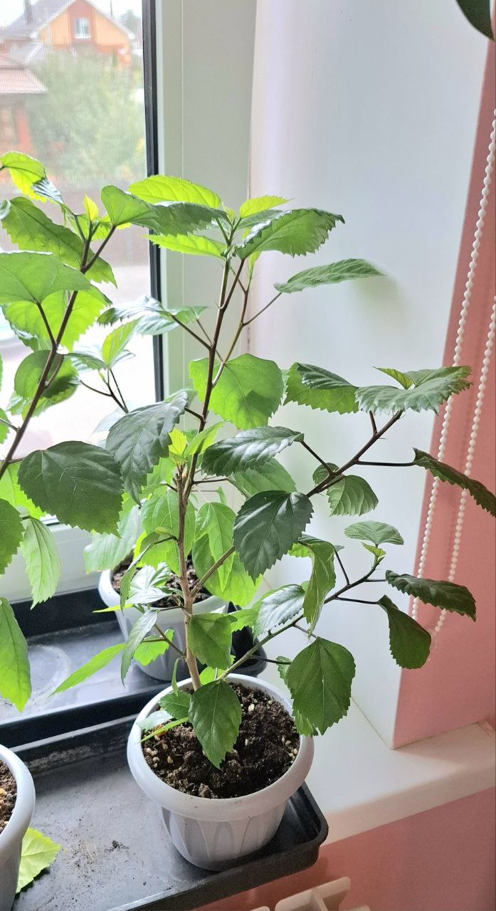 Продам сортовые розовые и белые гибискусы - Хобби и отдых в Самара - фото 6