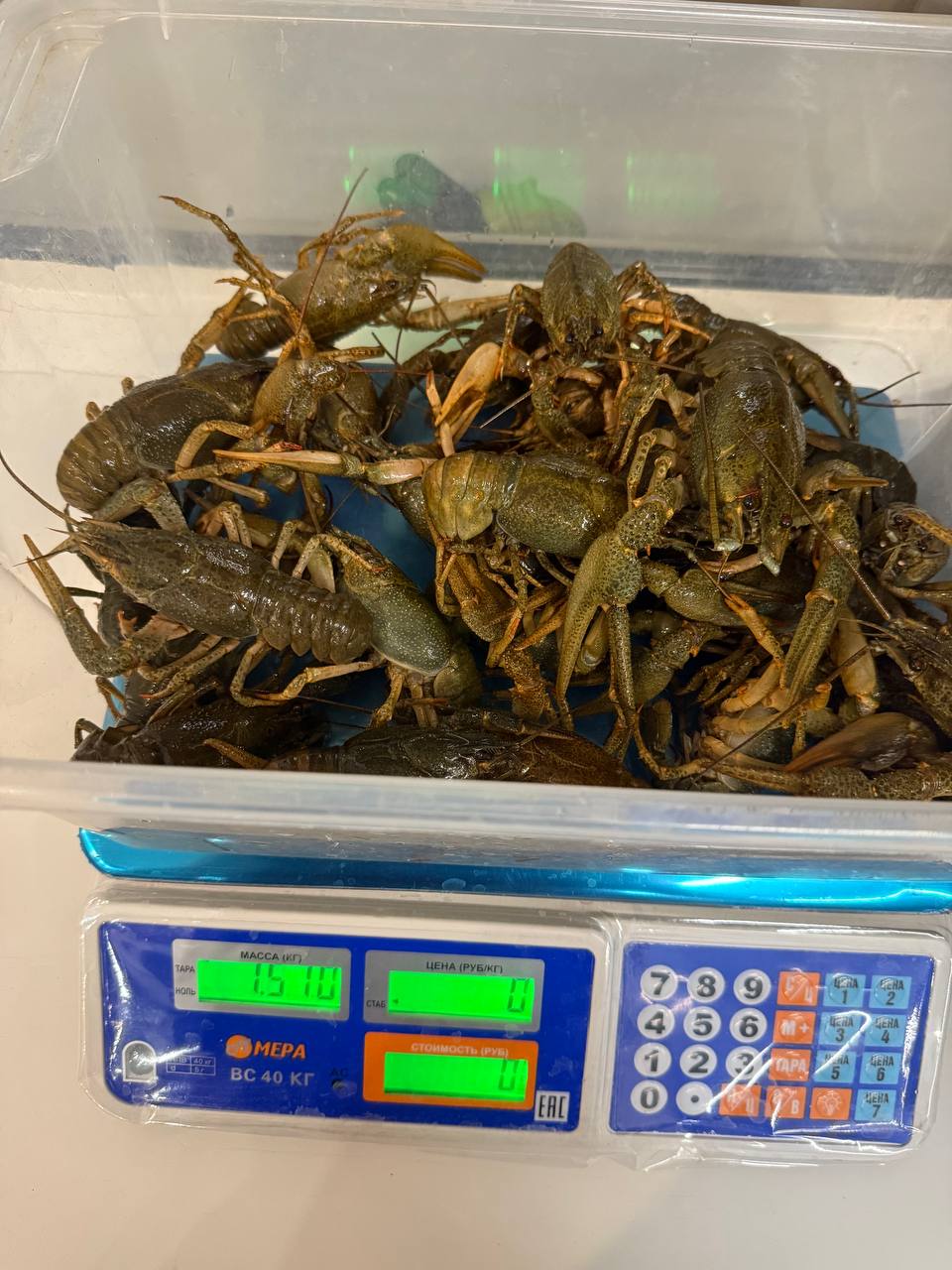 Раки свежий привоз - Хобби и отдых в Самара