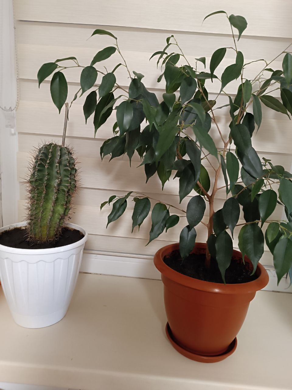 Продажа комнатных растений - Хобби и отдых в Самара