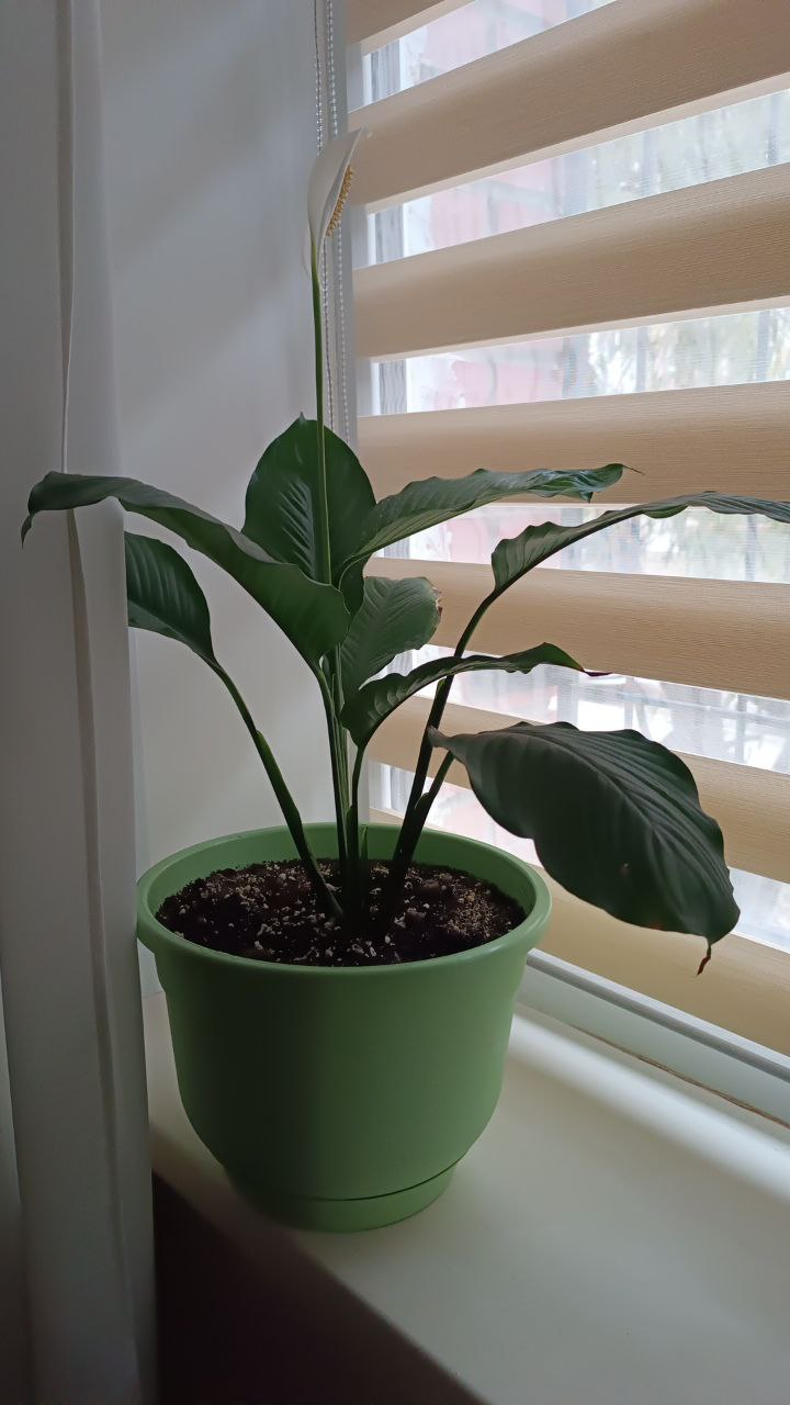 Продажа комнатных растений - Хобби и отдых в Самара - фото 3