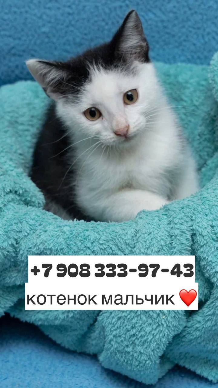 Отдаём котёнка - Животные в Казань