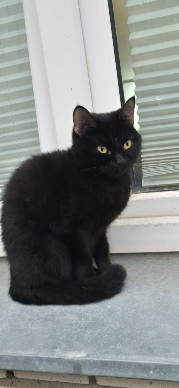 Ищем добрые руки для кошечки - частное объявление в Подольск