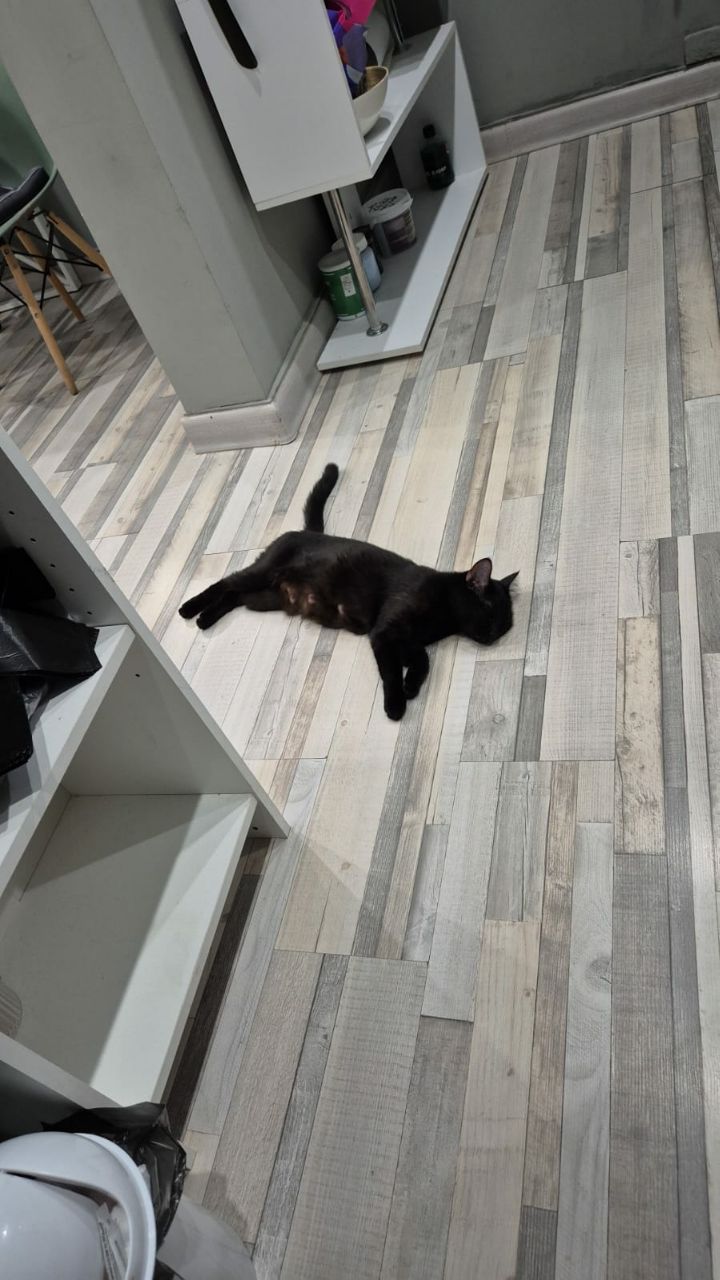 Ищем добрые руки для кошечки - Животные в Подольск - фото 3