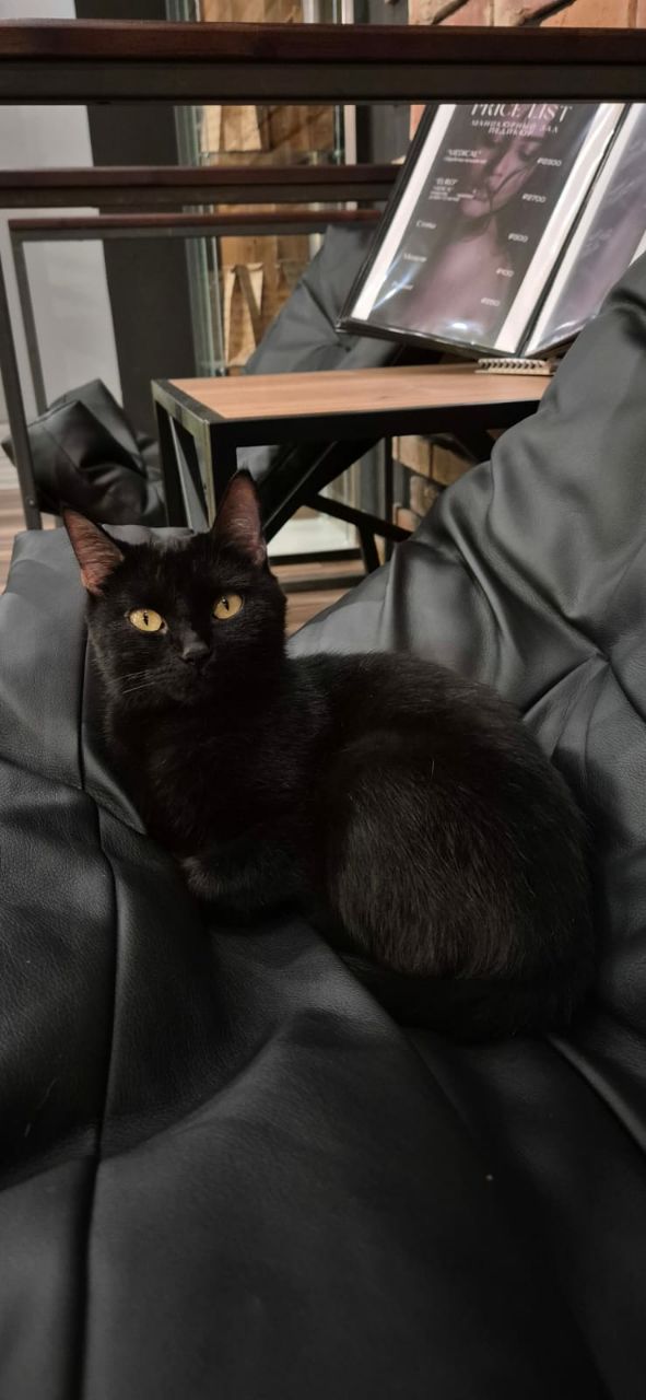 Ищем добрые руки для кошечки - Животные в Подольск - фото 4