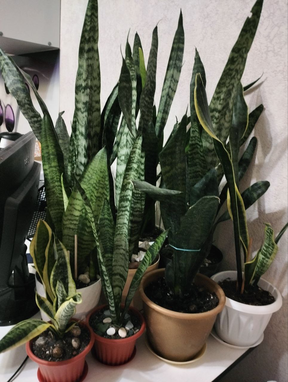 Цветы в горшках - Для дома и дачи в Краснодар