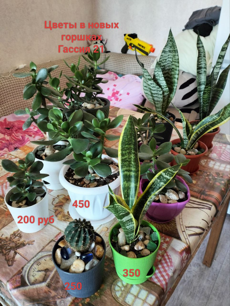 Цветы в горшках - Для дома и дачи в Краснодар - фото 2