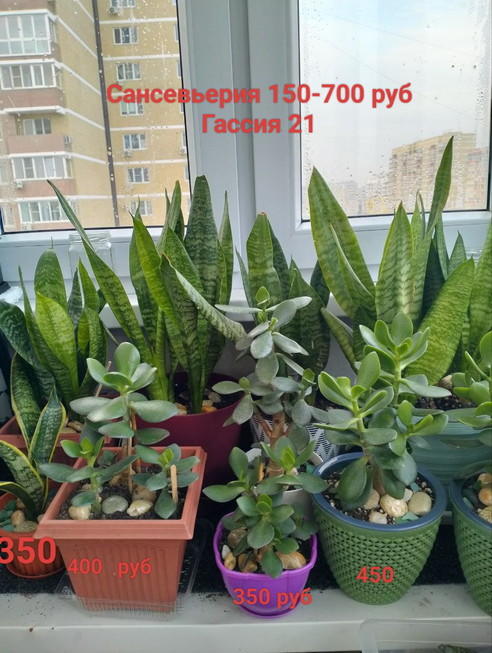 Цветы в горшках - Для дома и дачи в Краснодар - фото 3