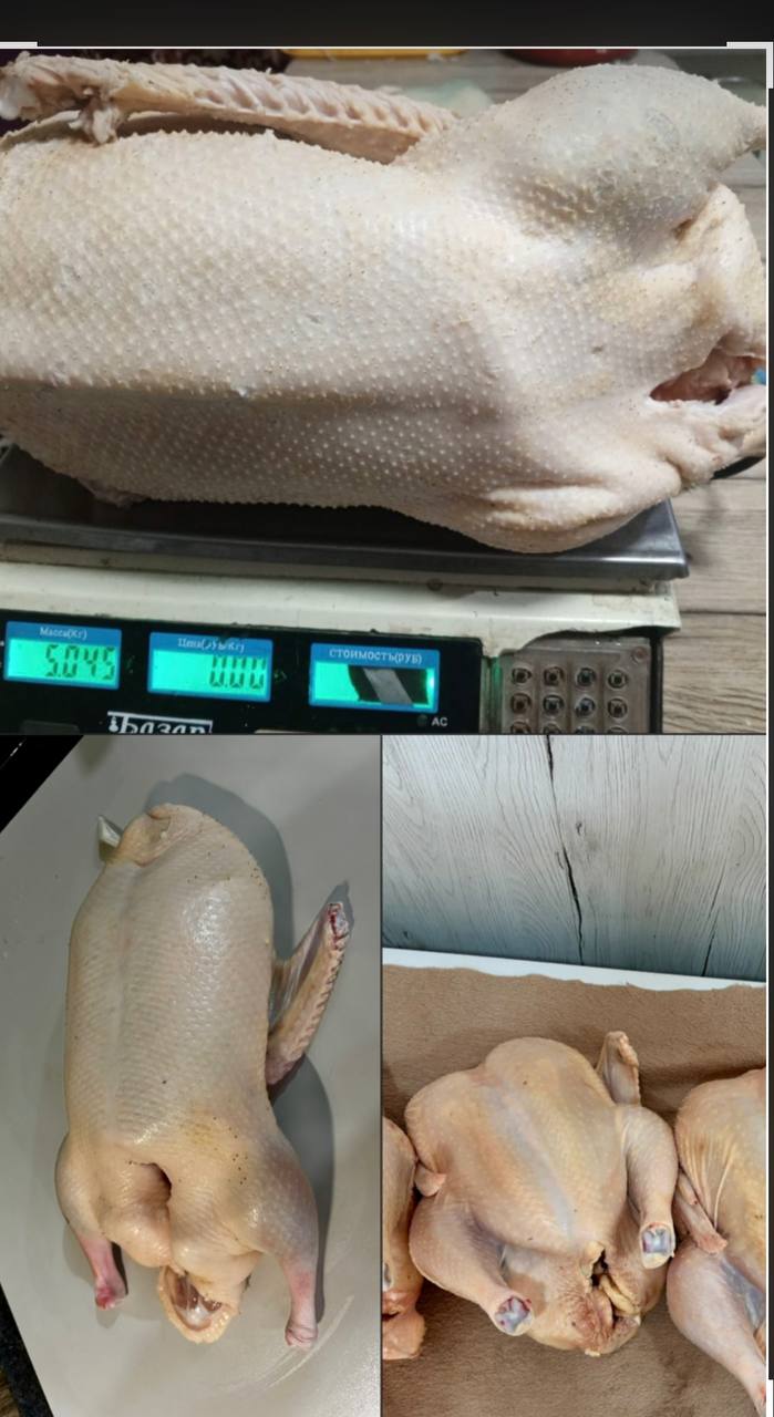 Свежий забой птицы - частное объявление в Уфа