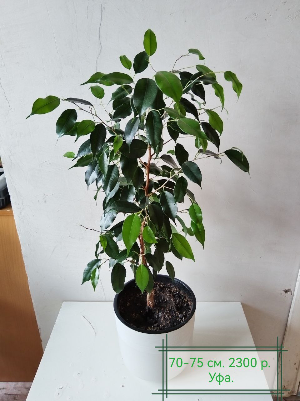 Фикус Бенджамин в двойном горшке - частное объявление в Уфа