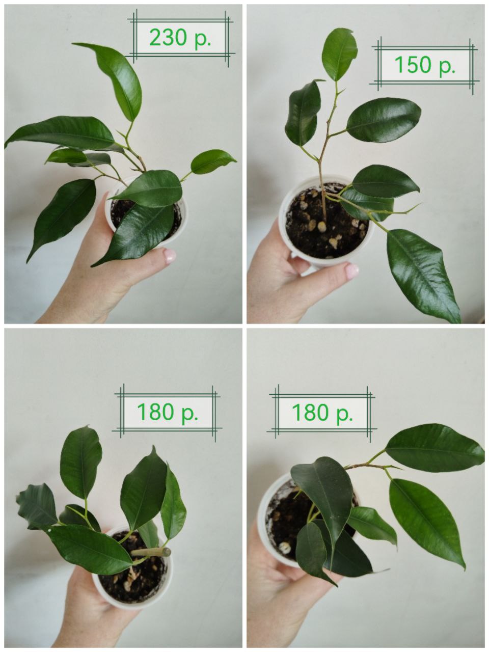 Черенки фикуса Бенджамина - частное объявление в Уфа