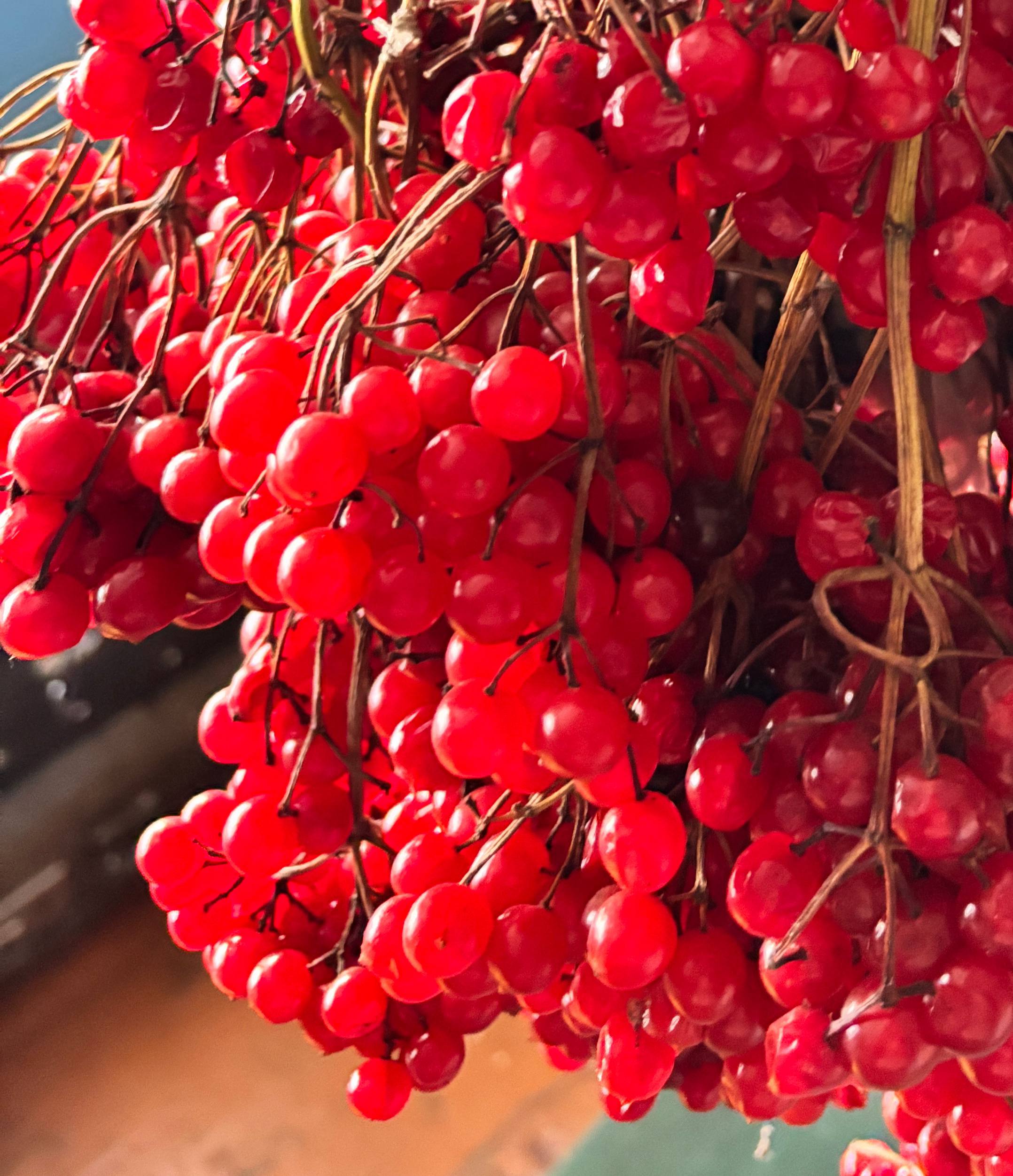 Продается калина - частное объявление в Уфа