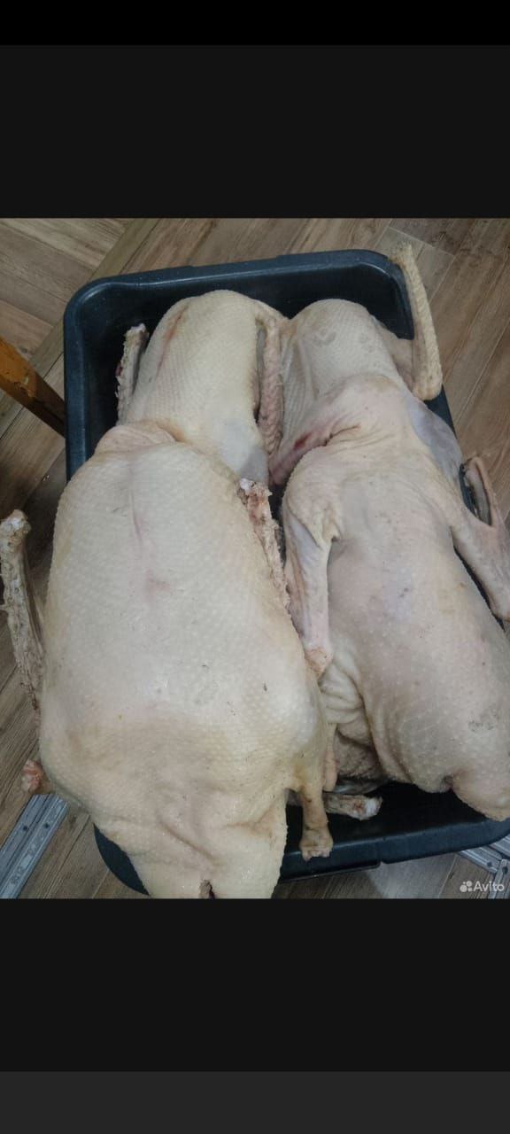 Продажа гусей с личного подворья - Животные в Уфа