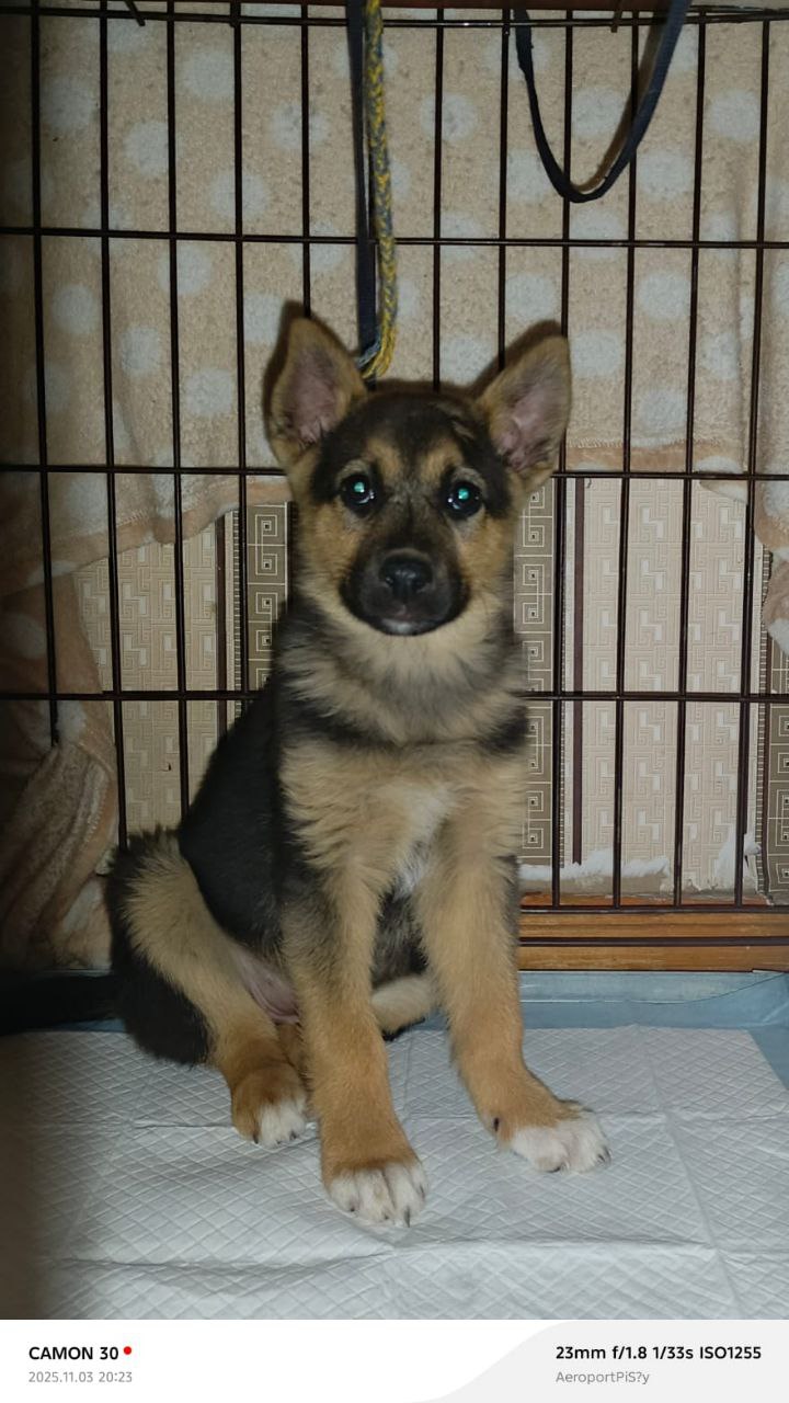 Котенок в добрые руки - Животные в Чита