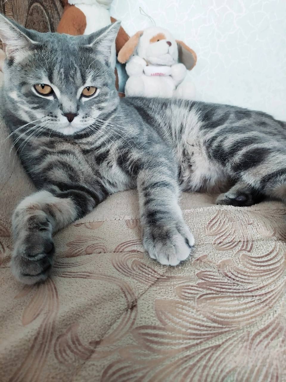 Отдам кошечку и котика в добрые руки - Животные в Чита