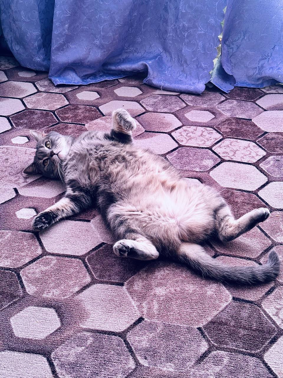 Отдам кошечку и котика в добрые руки - Животные в Чита - фото 3