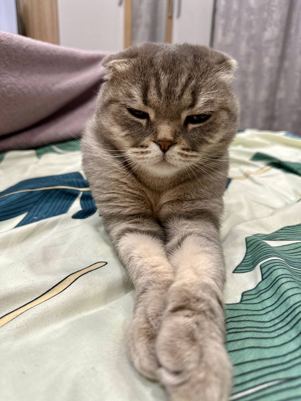 Отдам кошечку и котика в добрые руки - Животные в Чита - фото 4