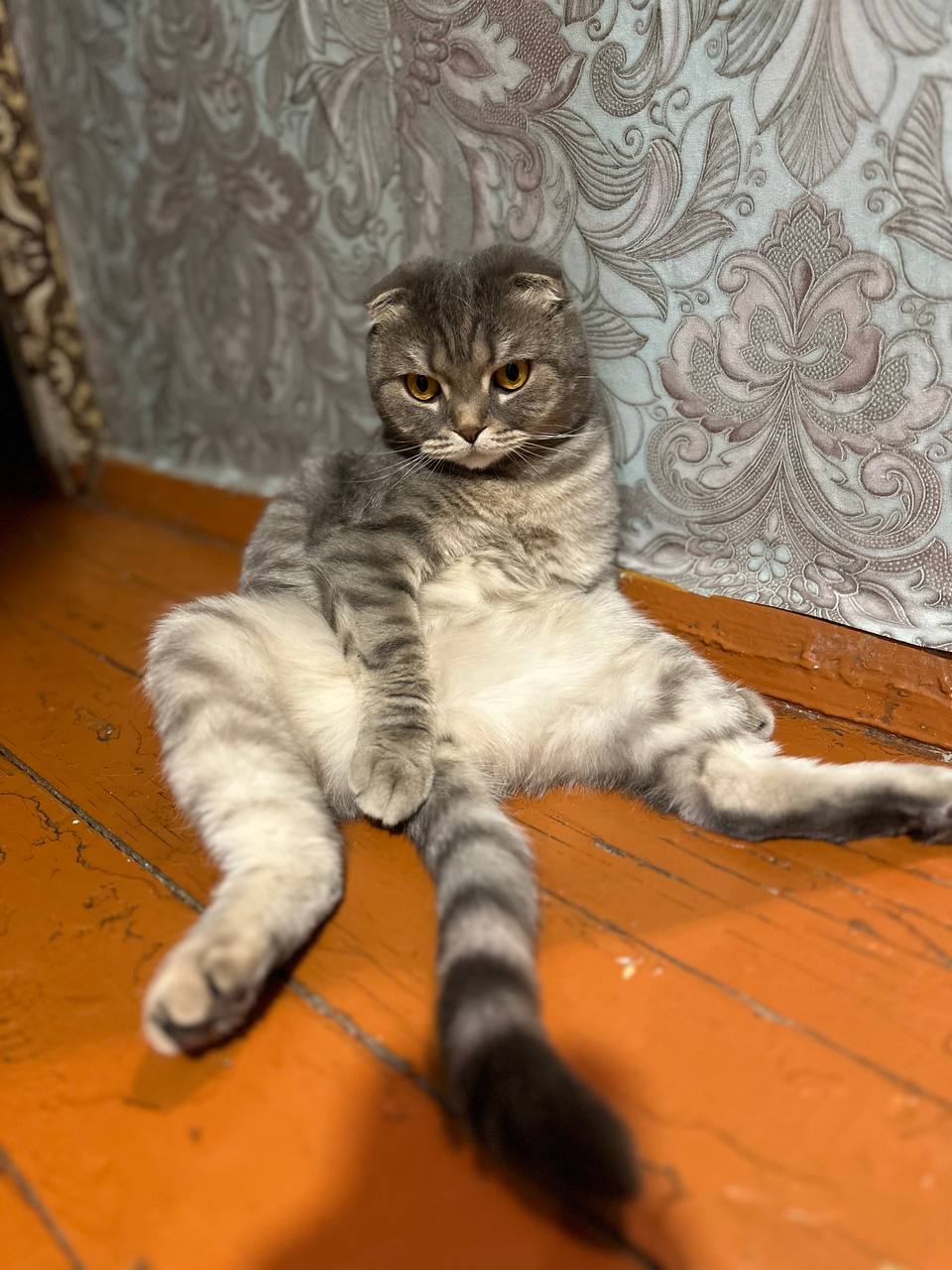 Отдам кошечку и котика в добрые руки - Животные в Чита - фото 5