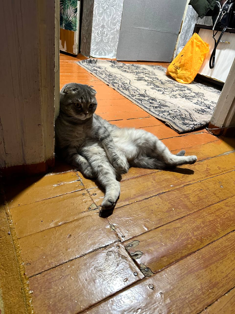 Отдам кошечку и котика в добрые руки - Животные в Чита - фото 6