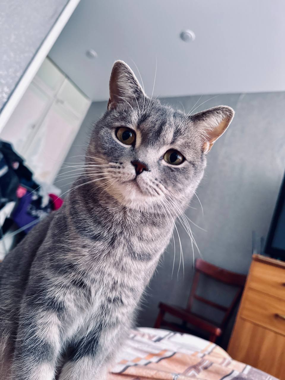 Отдам кошечку и котика в добрые руки - Животные в Чита - фото 7