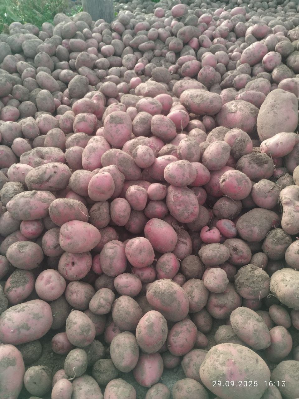 Продам картофель крупный - частное объявление в Чита